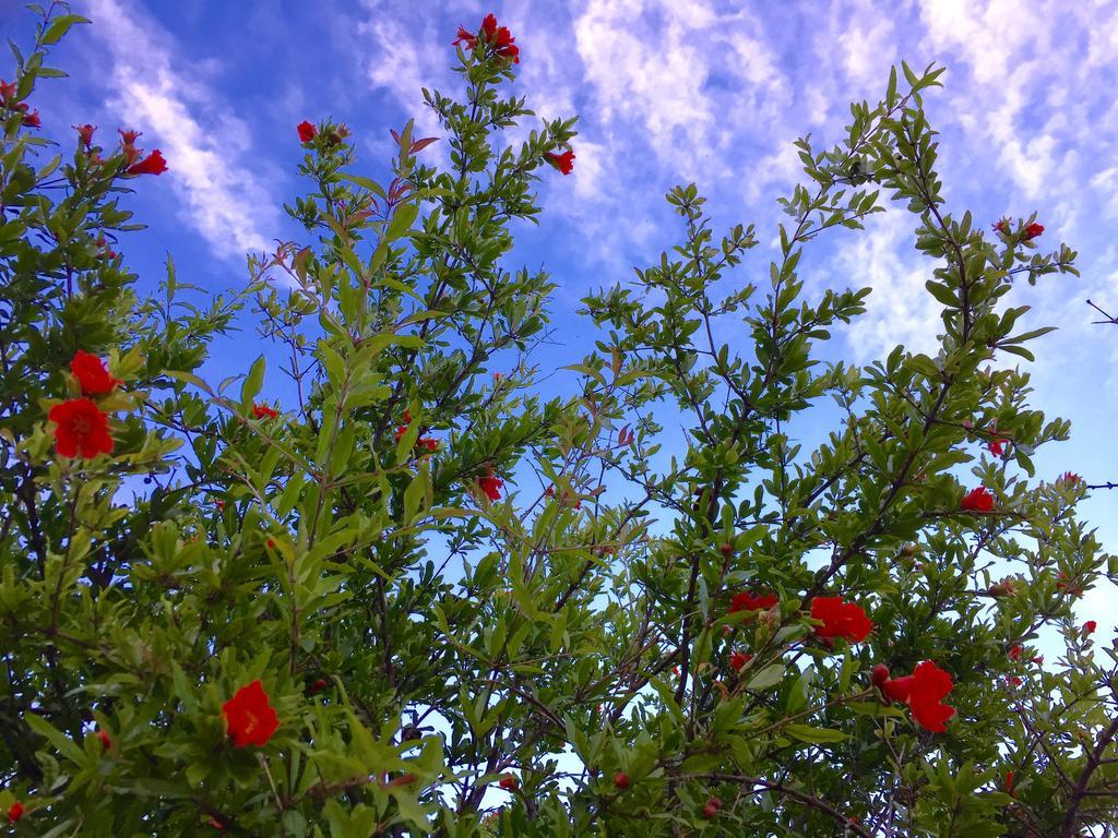 Agriturismo Cervano Toscolano Maderno Dış mekan fotoğraf